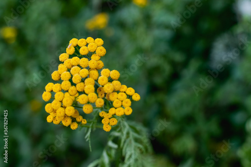 Common tansy is a perennial herbaceous plant of the Asteraceae family or compound flowers. Small yellow flowers on small shrubs, for medicinal use, with a specific aroma
 photo