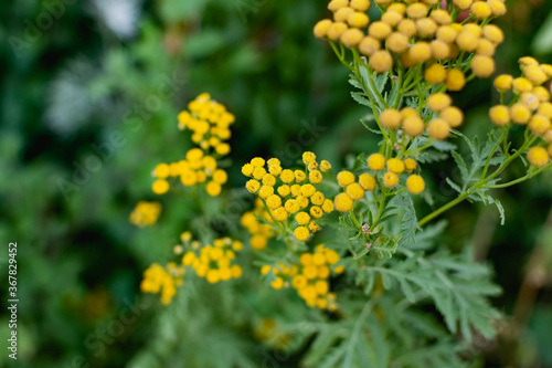 Common tansy is a perennial herbaceous plant of the Asteraceae family or compound flowers. Small yellow flowers on small shrubs  for medicinal use  with a specific aroma 