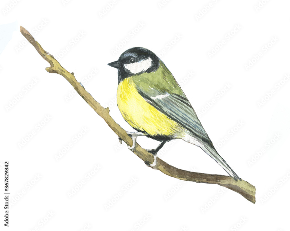 Fototapeta premium Chickadee Bird watercolor. Bird titmouse. Bird isolated on white background.