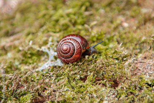 Garden snail on the surface of old stump with moss in a natural environment. Helix pomatia. Close-up images.