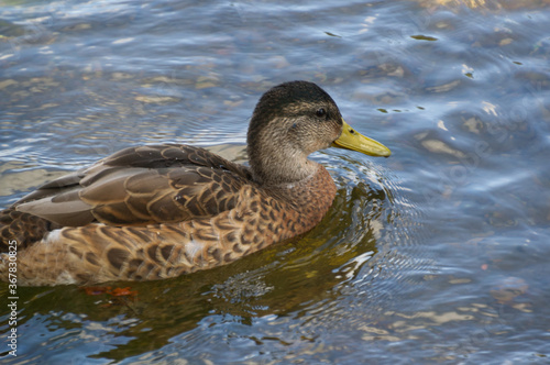 Juvenile Mallard Duck in Water