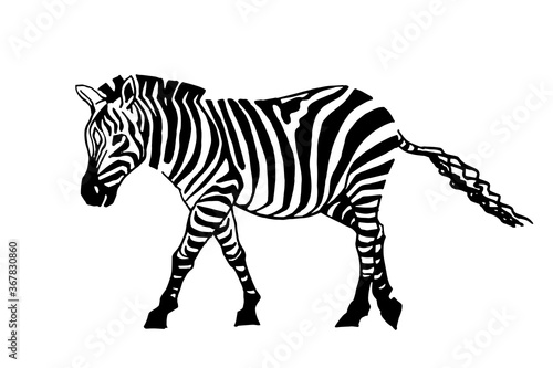 Vector  zebra walking  graphical illustration