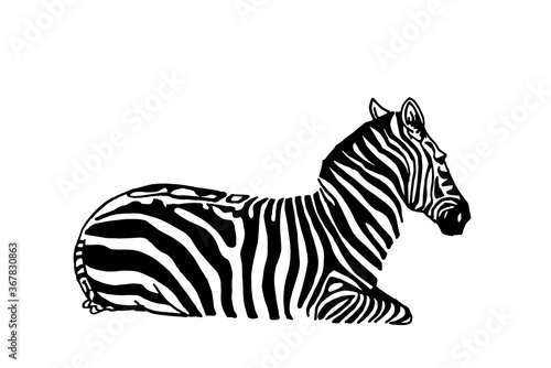 Vector  zebra sitting  graphical illustration