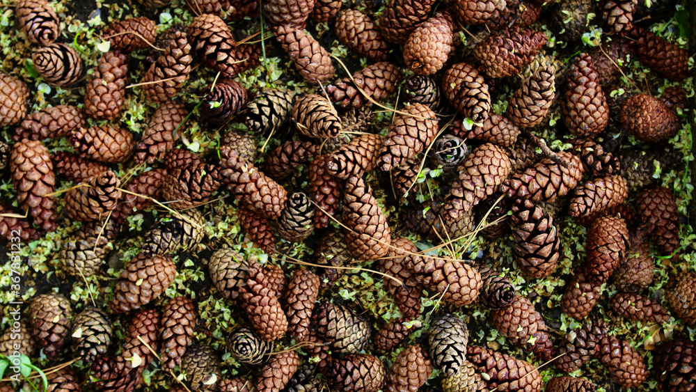 Fototapeta premium Background of lying pine cones 