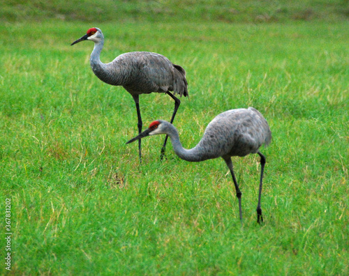 BIRDS- Close Up of Two Florida Sandhill Cranes in a Grass Field