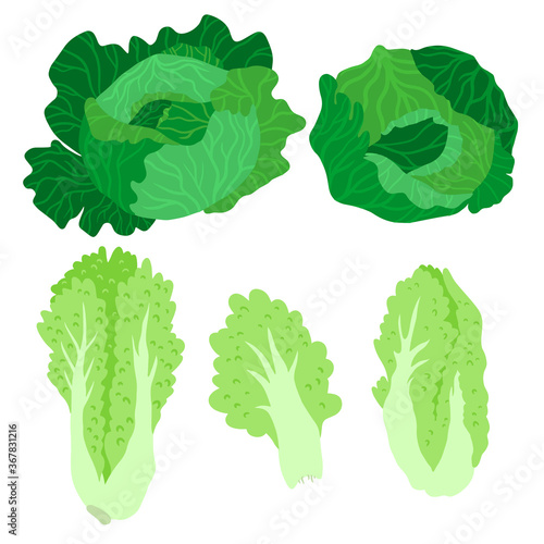Hand drawn set of vegetables. Colorful cartoon petsai and cabbage.