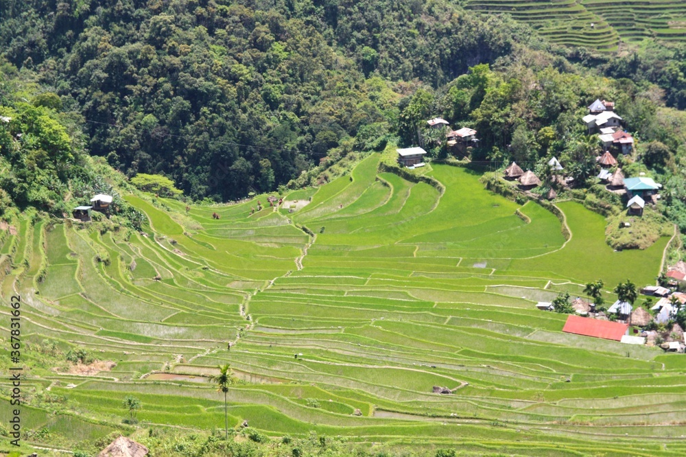 Beautiful World heritage ancestral Ifugao green and yellow rice terraces with a precious red and green dragonfly  in Banaue, Batad, Ifago, northern Luzon, Philippines.