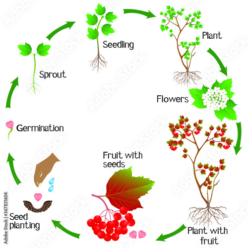 Life cycle of a viburnum plant on a white background.