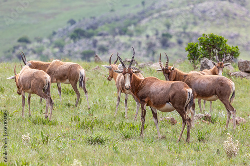 Blesbok  Damaliscus pygargus phillipsi  in Malolotja Nature Reserve  Hhohho Province  northern Swasiland  Southern Africa