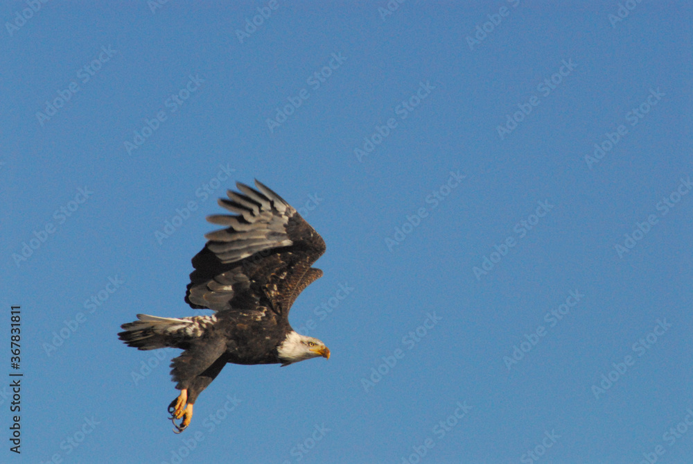 Obraz premium BIRDS- Oregon- Close Up of an American Bald Eagle in Flight