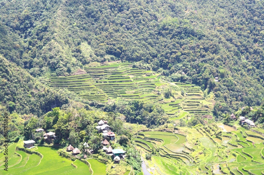 Beautiful World heritage ancestral Ifugao green and yellow rice terraces with a precious red and green dragonfly  in Banaue, Batad, Ifago, northern Luzon, Philippines.