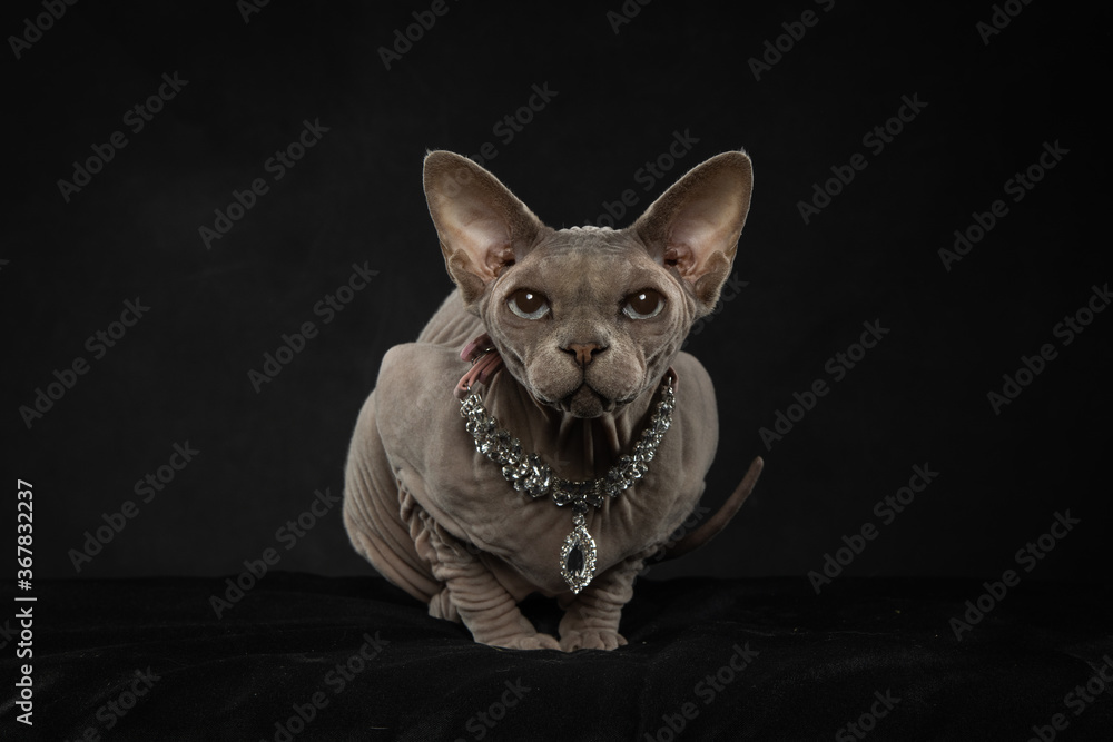 Sphynx hairless cat wearing necklace in studio on dark background