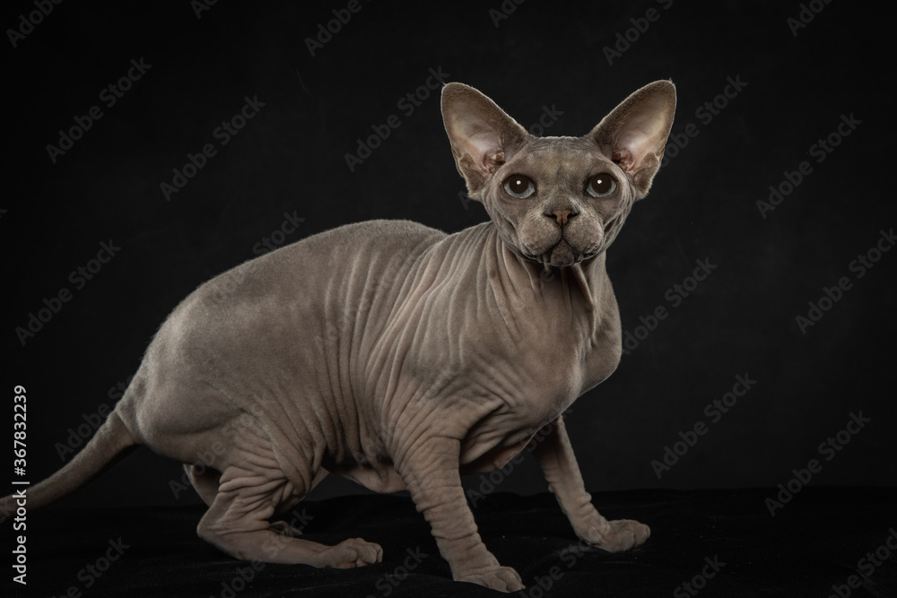 Gray sphynx cat with big ears in studio isolated on dark background