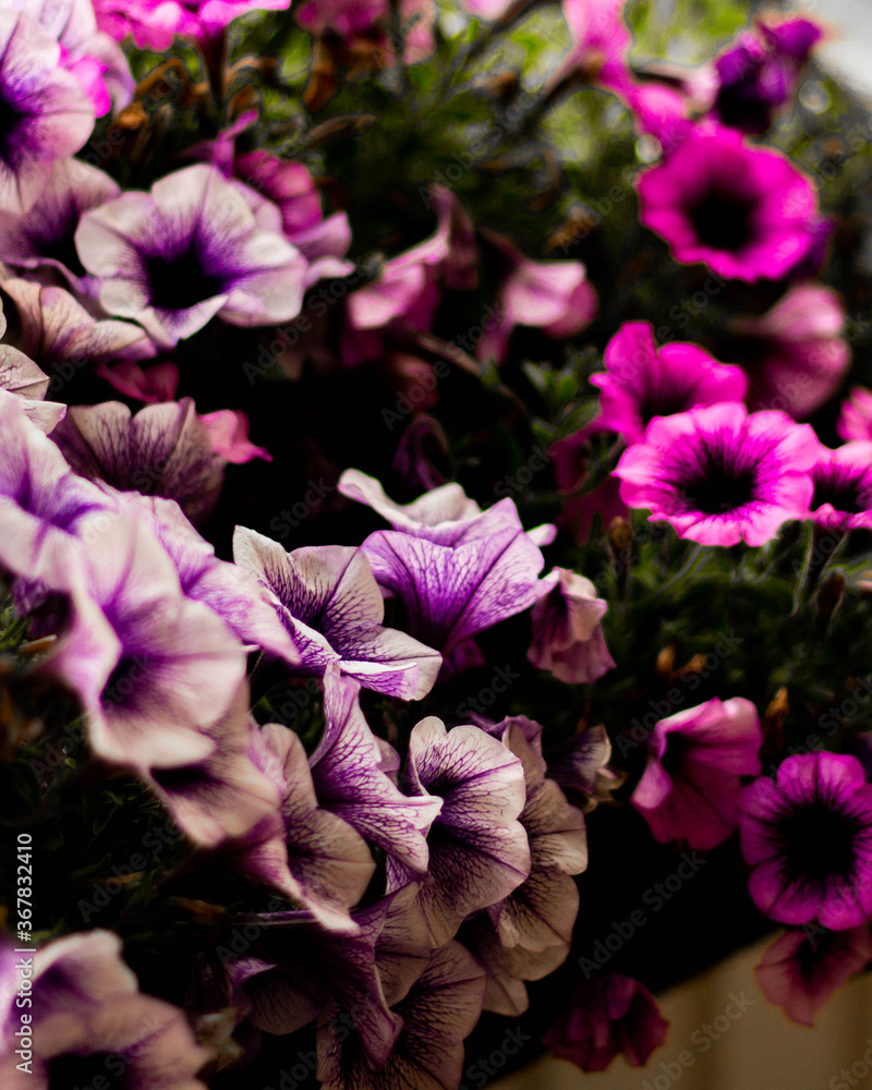 pink flowers in the garden pink flowers in the garden
