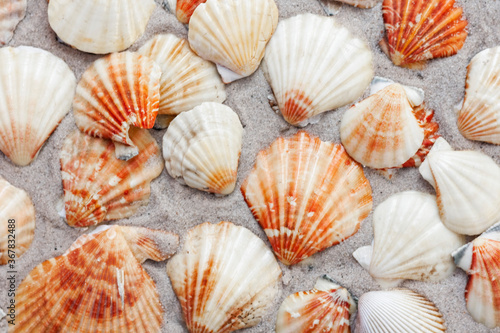 Seashells, sea stars,coral and stones on the sand, summer beach background travel concept with copy space for text.