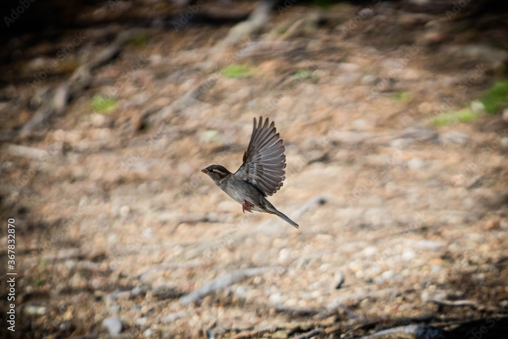 Fototapeta premium A bird taking off from the ground