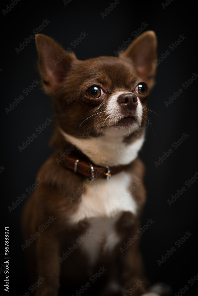 
Chihuahua puppy on a black background