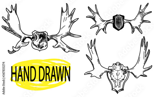 Deer Horn. Hunting trophies on the wall. Drawing by hand in vintage style.