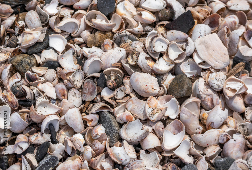 Shell background. Colorful shells on sand beach. Multi-colored shells on seaside. East Greenwich, Rhode Island. Shell background. Colorful shells on sand beach. Multi-colored shells on seaside. East Greenwich, Rhode Island.