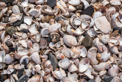 Shell background. Colorful shells on sand beach. Multi-colored shells on seaside. East Greenwich  Rhode Island.