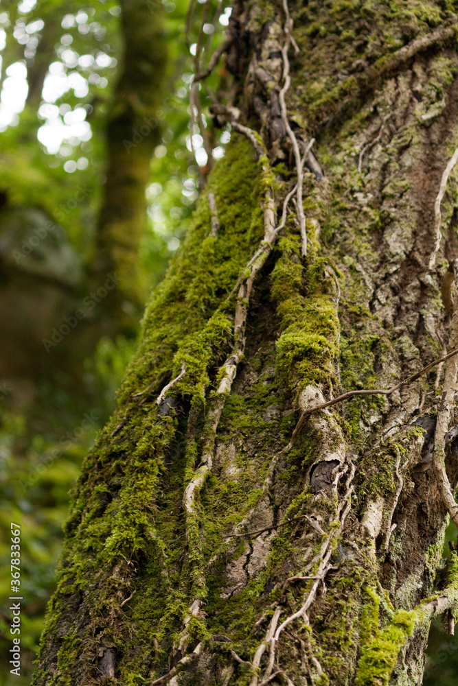 Moss on a tree trunk Moss on a tree trunk