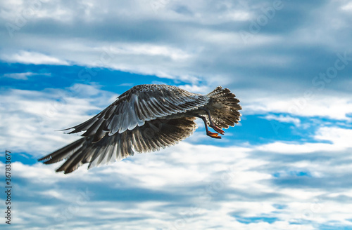 Fototapeta Flight of the young seagull