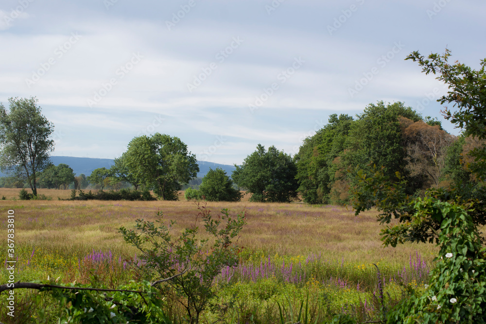 Paisaje con árboles y otro vegetación propia del humedal Paisaje con árboles y otro vegetación propia del humedal