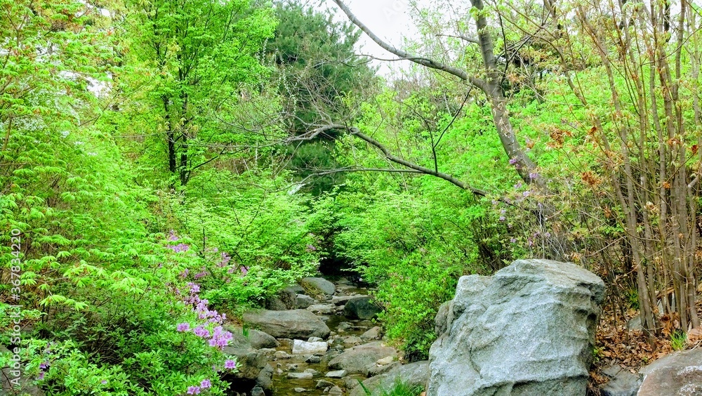 green moss on the rocks Seoul Korea green moss on the rocks Seoul Korea