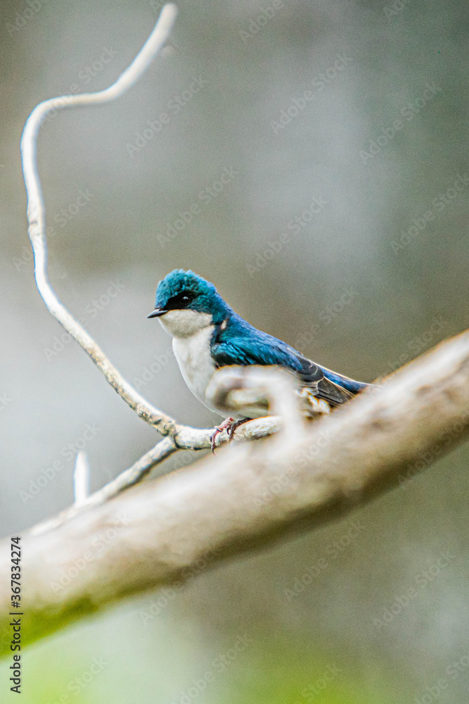 Obraz premium A bird sitting on tree