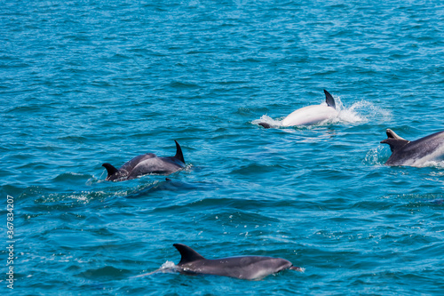 Pod of Dolphins in Bay of Islands  New Zealand