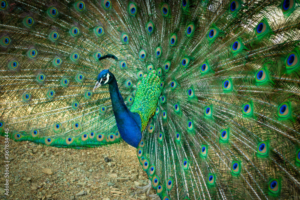 Obraz premium Close up of a beautiful Indian male peacock bird showing his colorful feather tail.