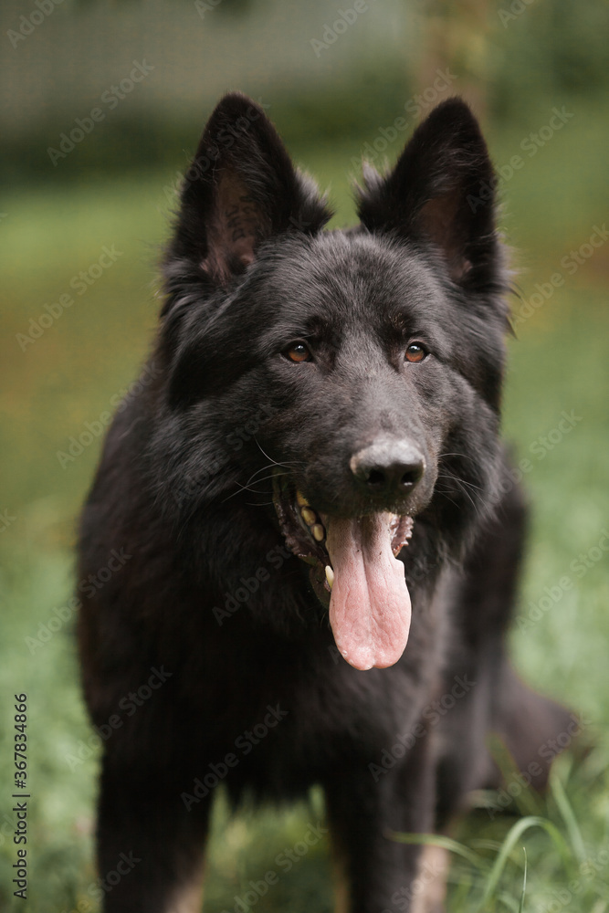 Black Dog Shepherd Close-up