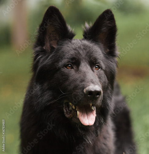 Black Dog Shepherd Close-up