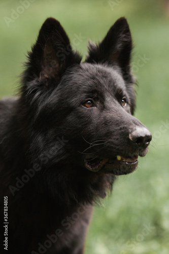 Black Dog Shepherd Close-up © Валерия Старовойтова