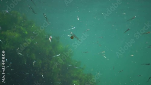 Fish of the Black Sea. Black Sea big-scale sand smelt (Atherina pontica) among the seaweed. photo