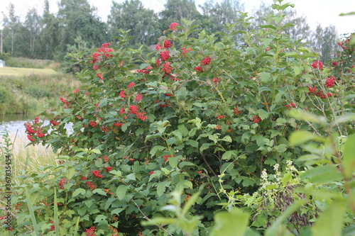 red berries in the bush
