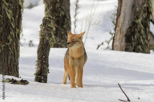 South American gray fox in a forest covered in the snow under the sunlight in Patagonia, Argentina photo