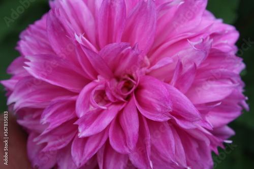 pink dahlia flower