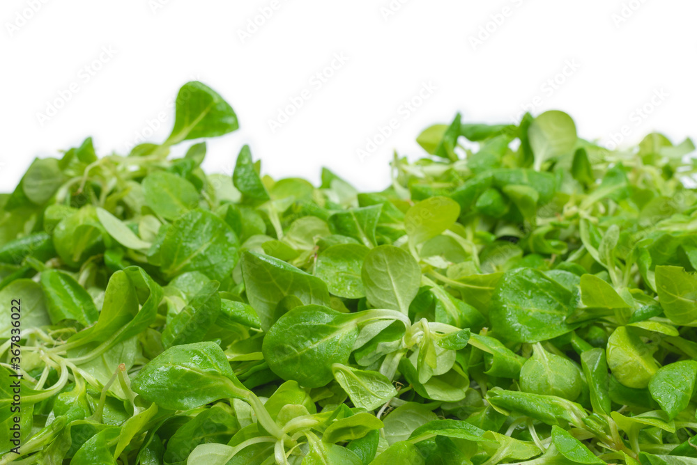 Mash salad on white background. Mash salad on white background.