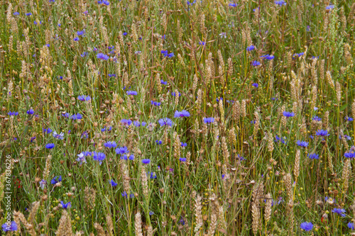 Beautiful blue Cornflowers and other weeds in a cornfield