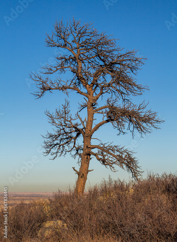 Tree off of a hiking trail in Colorado with clear blue sky in the background