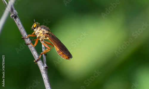 Horsefly © Thulasinathan