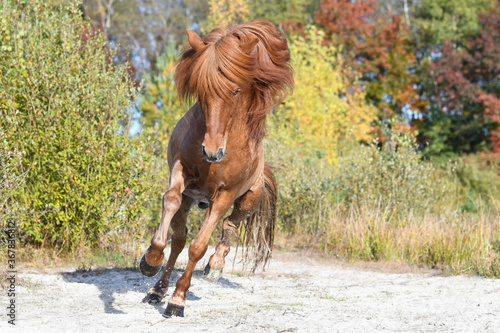 Фотография icelandic stallion