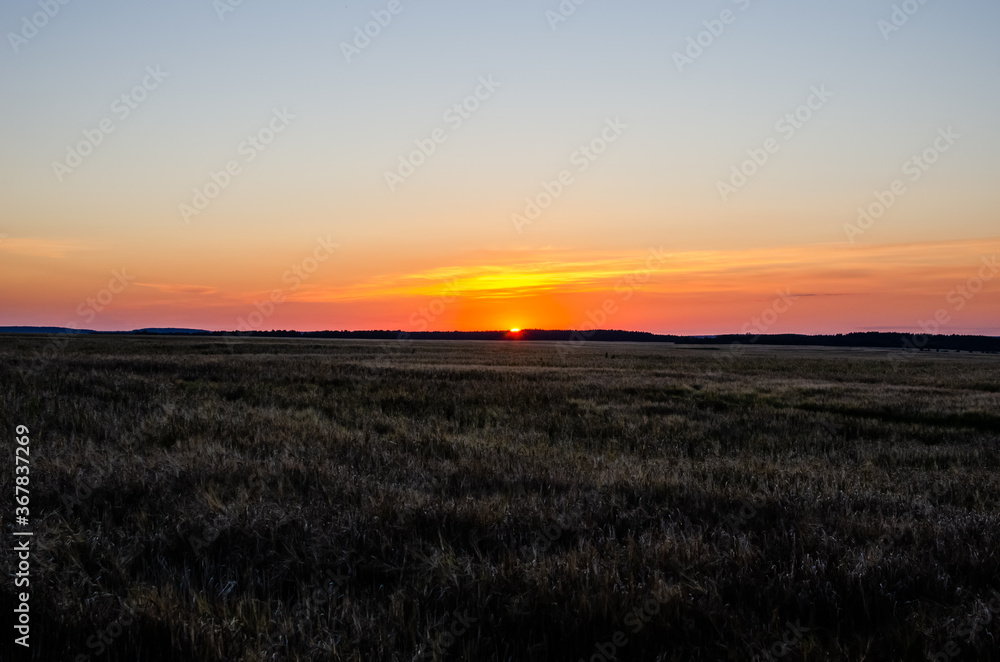 Fototapeta premium Sunset over a ripening rye field