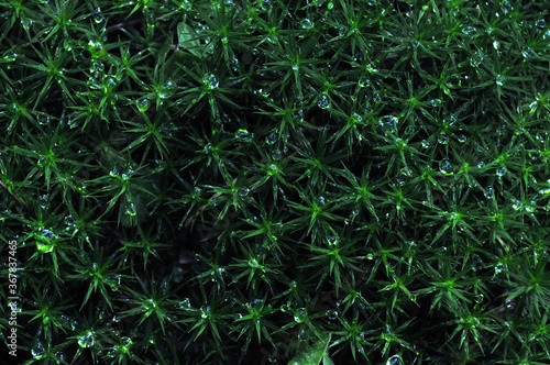 Close up on the plant with visible water drops.