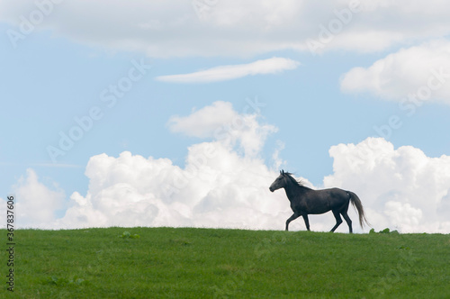 Black horse running on meadow near Durmitor National Park  Montenegro.