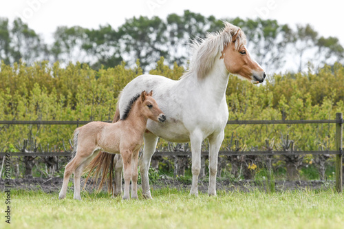 Bild auf Leinwand foal and mother
