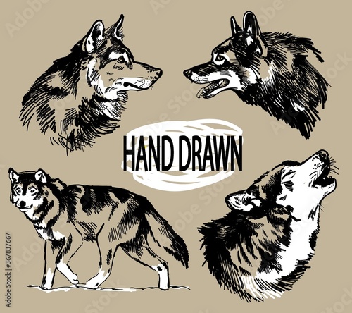 Set of images of wolves, wild dogs. The head of a wolf. Drawing by hand in vintage style.