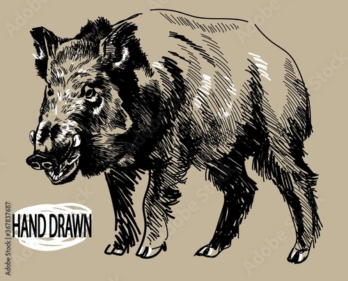 Wild European boar. Hunting trophy. Drawing by hand in vintage style.