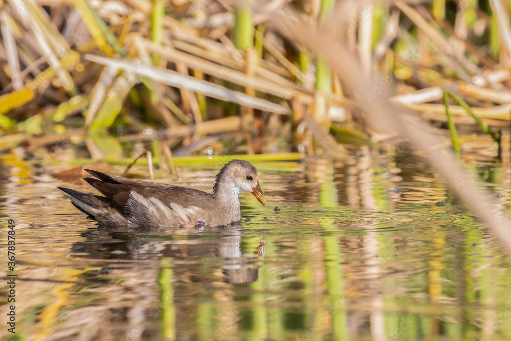 A Young Common Moorhen in Jerusalem, Israel A Young Common Moorhen in Jerusalem, Israel